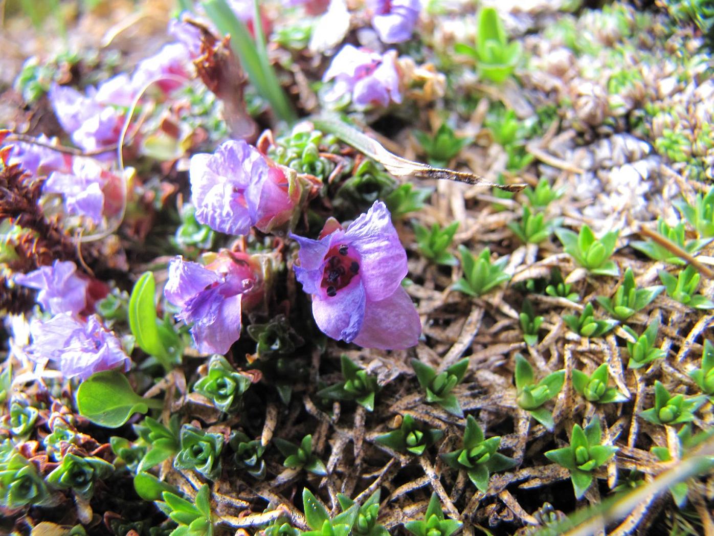 Saxifraga oppositifolia / Sassifraga a fg. opposte